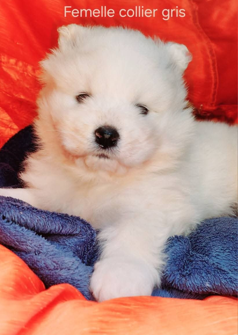 Of Moonlight's Rhapsody - Chiots disponibles - Samoyède