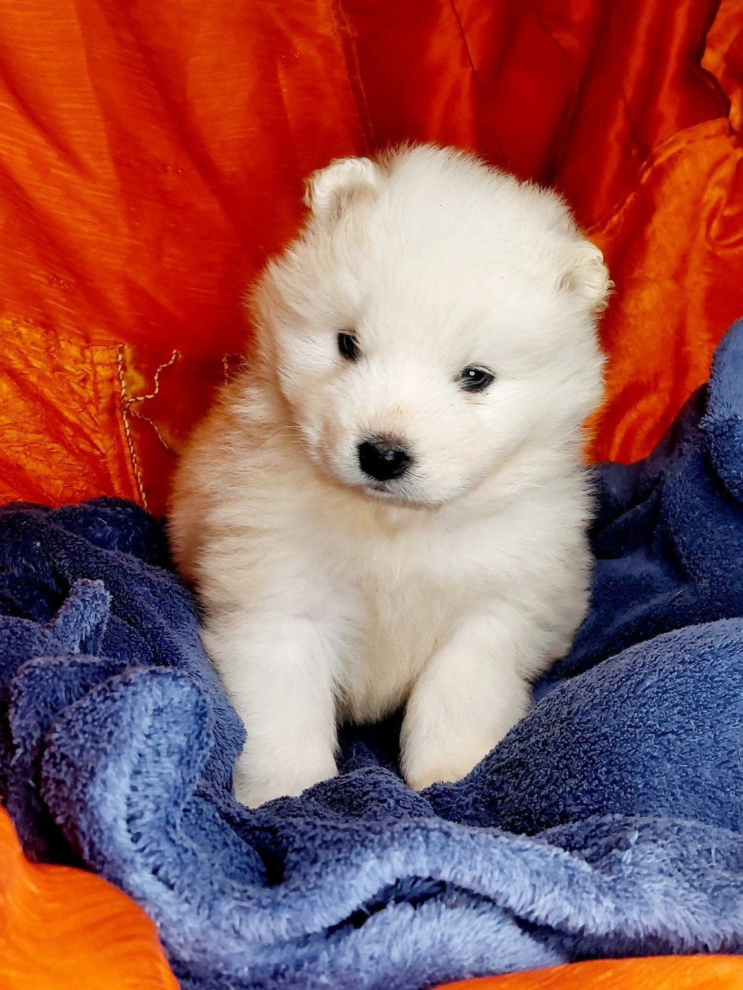 Of Moonlight's Rhapsody - Chiots disponibles - Samoyède