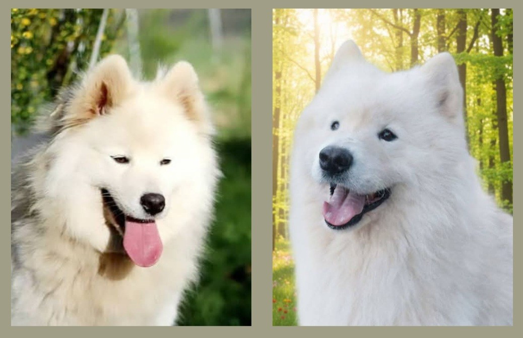 Chiot Samoyède Of Moonlight's Rhapsody