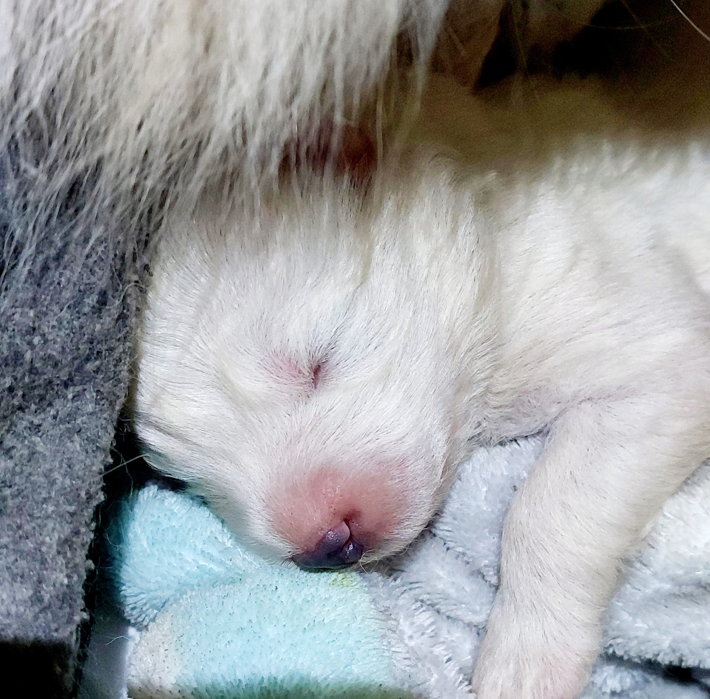 Of Moonlight's Rhapsody - Chiots disponibles - Samoyède