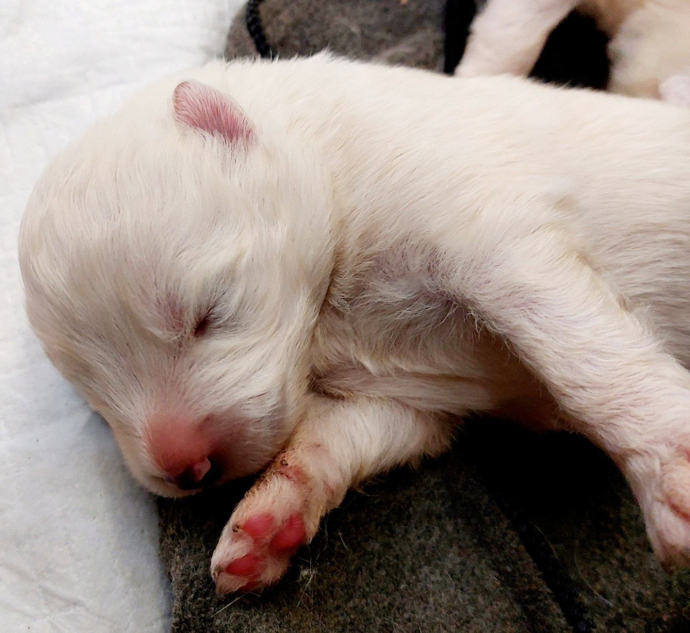 Of Moonlight's Rhapsody - Chiots disponibles - Samoyède