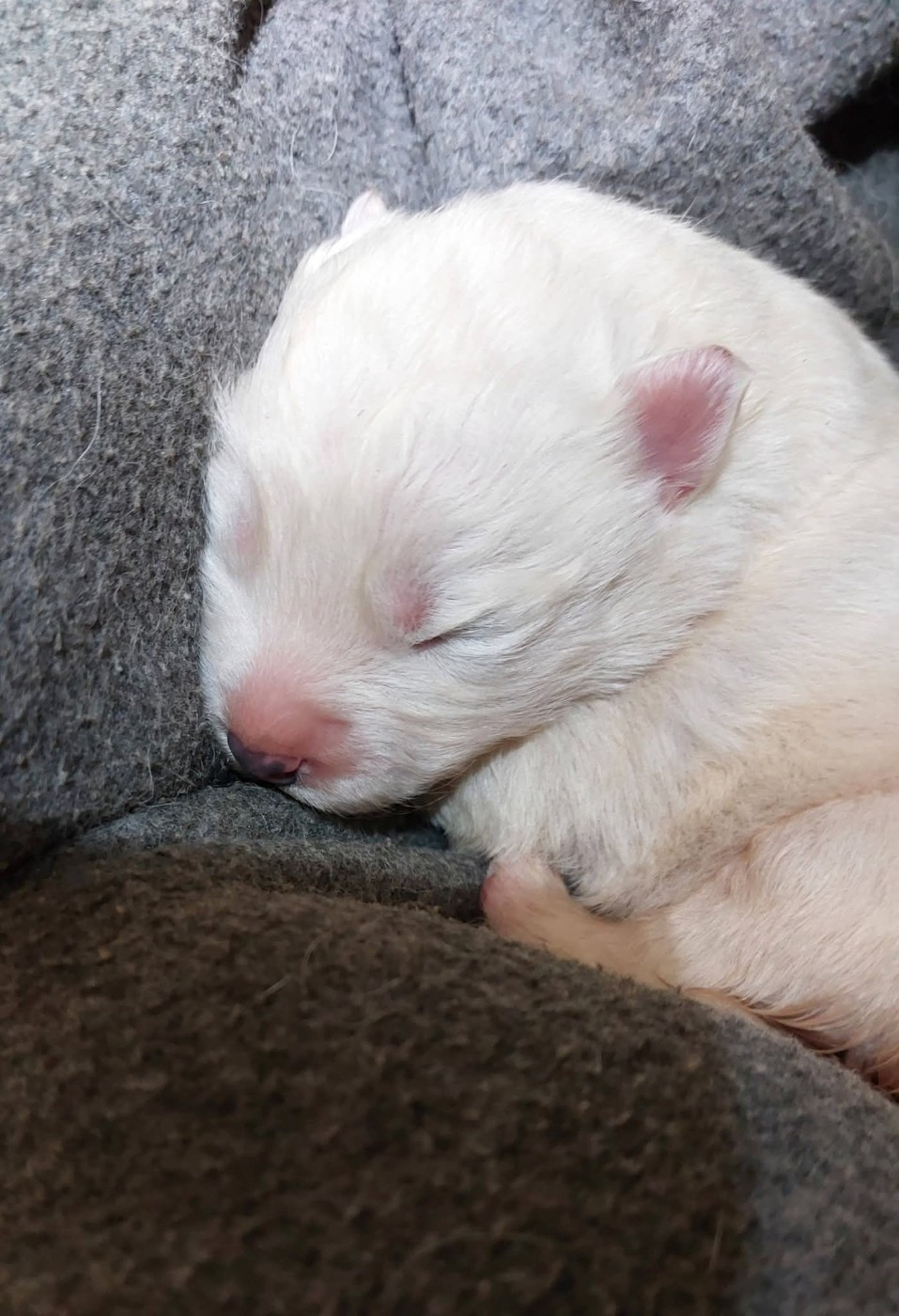 Of Moonlight's Rhapsody - Chiots disponibles - Samoyède