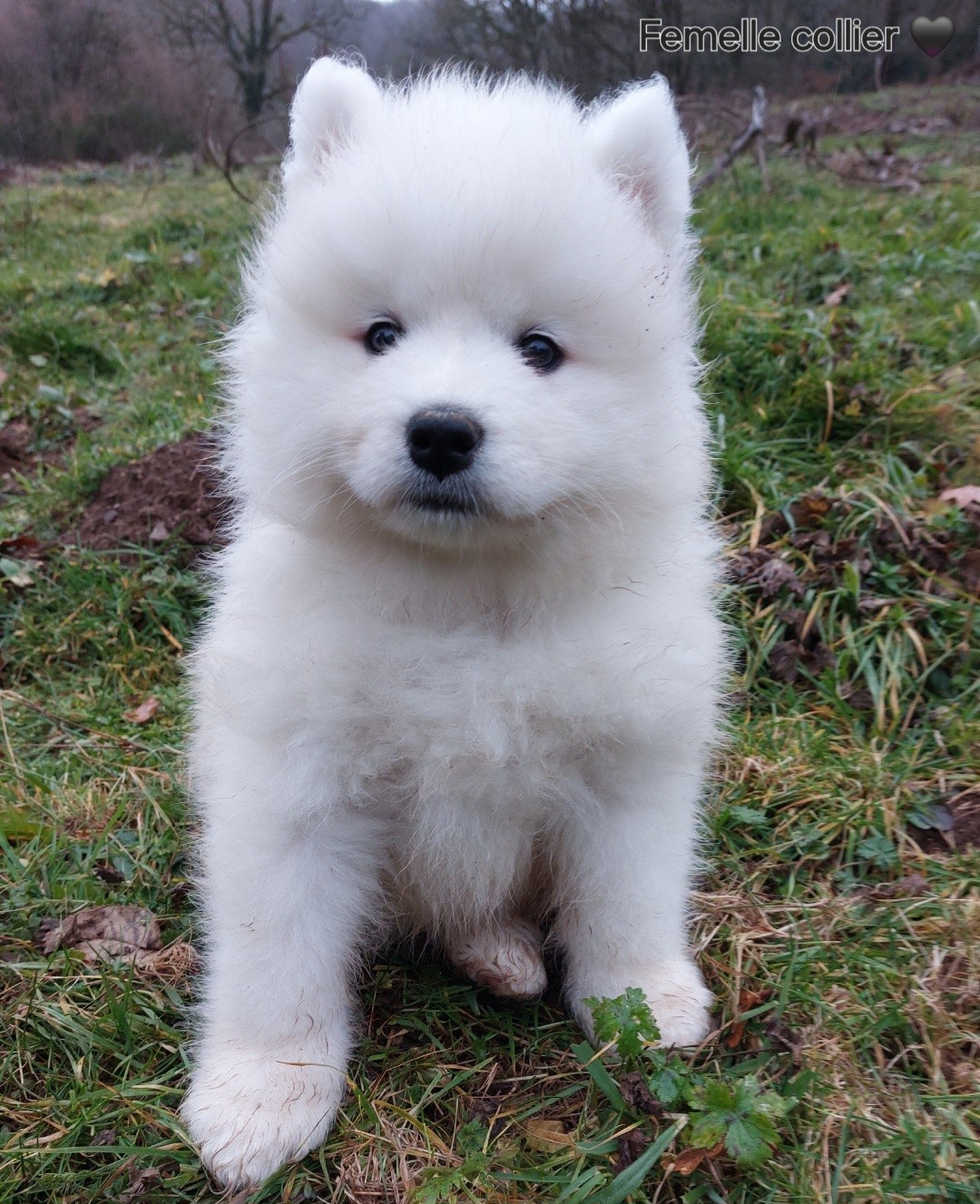 Of Moonlight's Rhapsody - Chiots disponibles - Samoyède