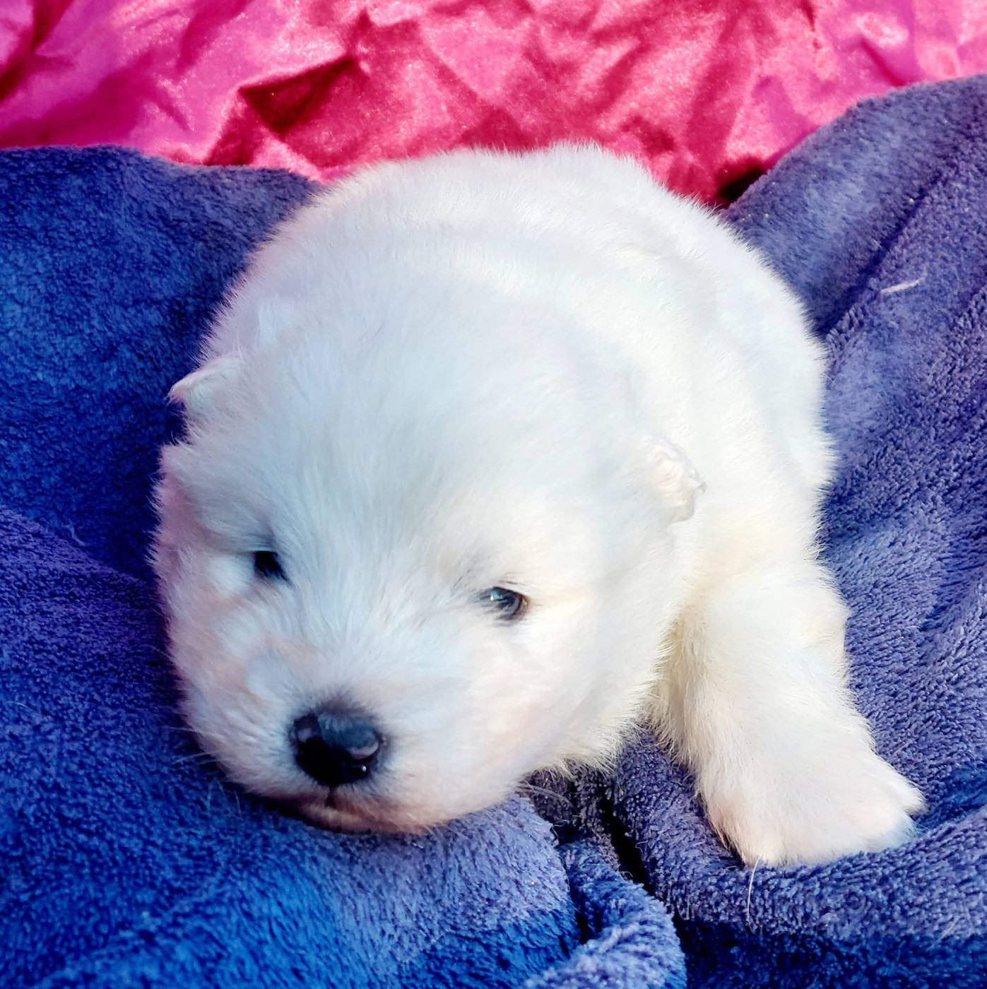 Of Moonlight's Rhapsody - Chiots disponibles - Samoyède