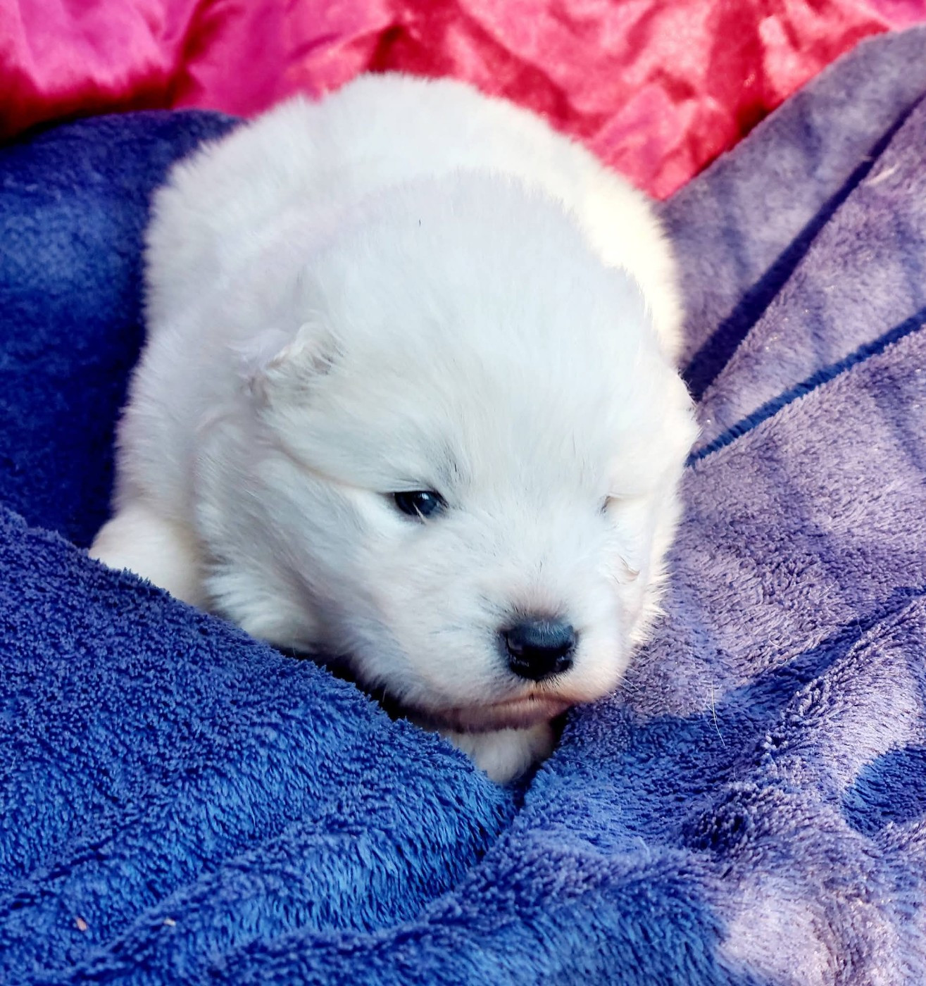 Of Moonlight's Rhapsody - Chiots disponibles - Samoyède