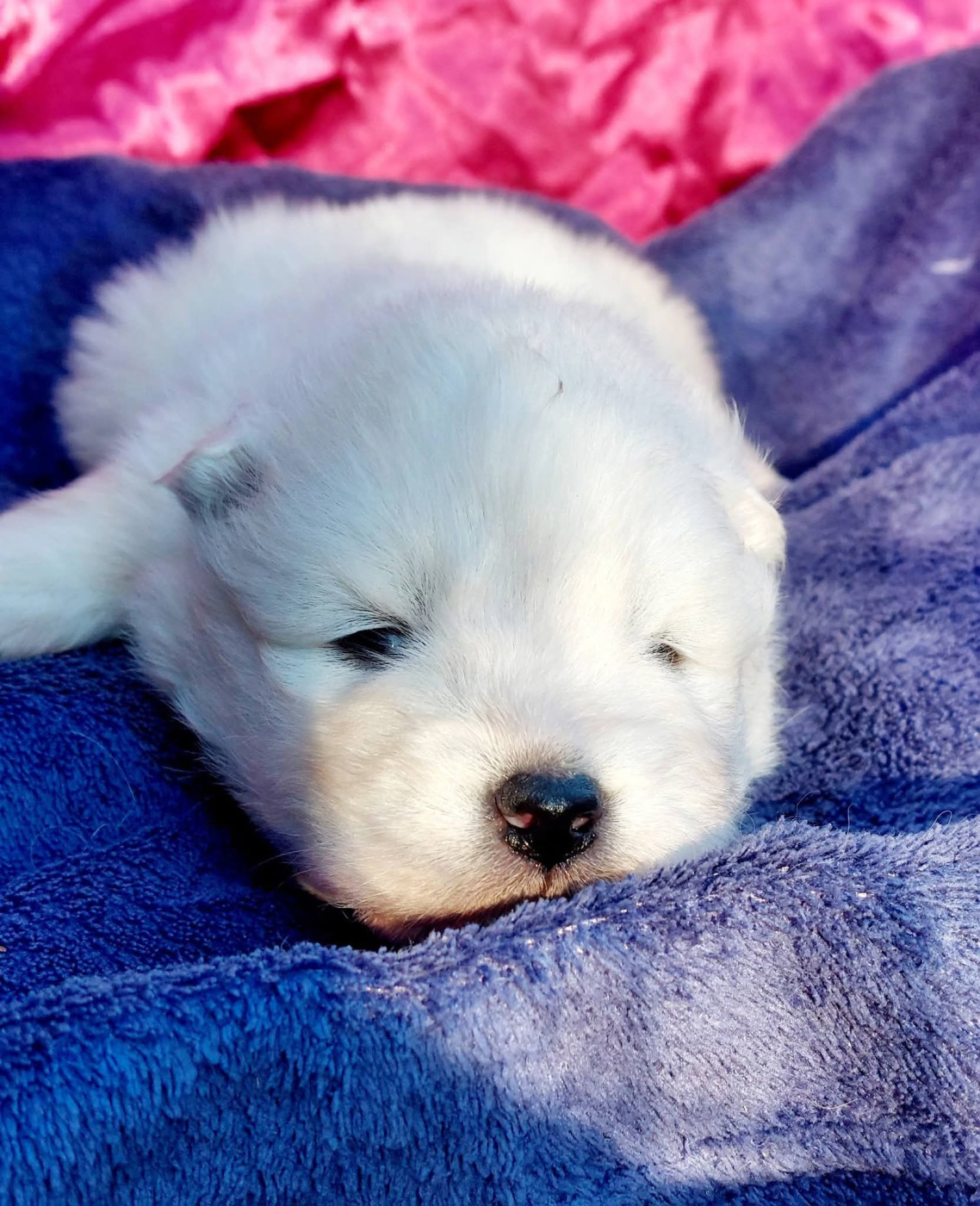 Of Moonlight's Rhapsody - Chiots disponibles - Samoyède