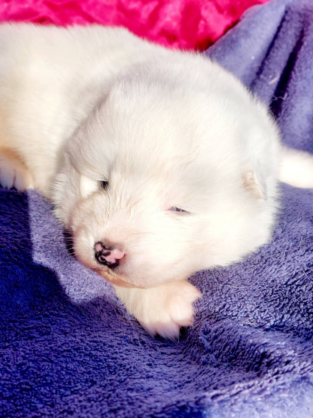 Of Moonlight's Rhapsody - Chiots disponibles - Samoyède