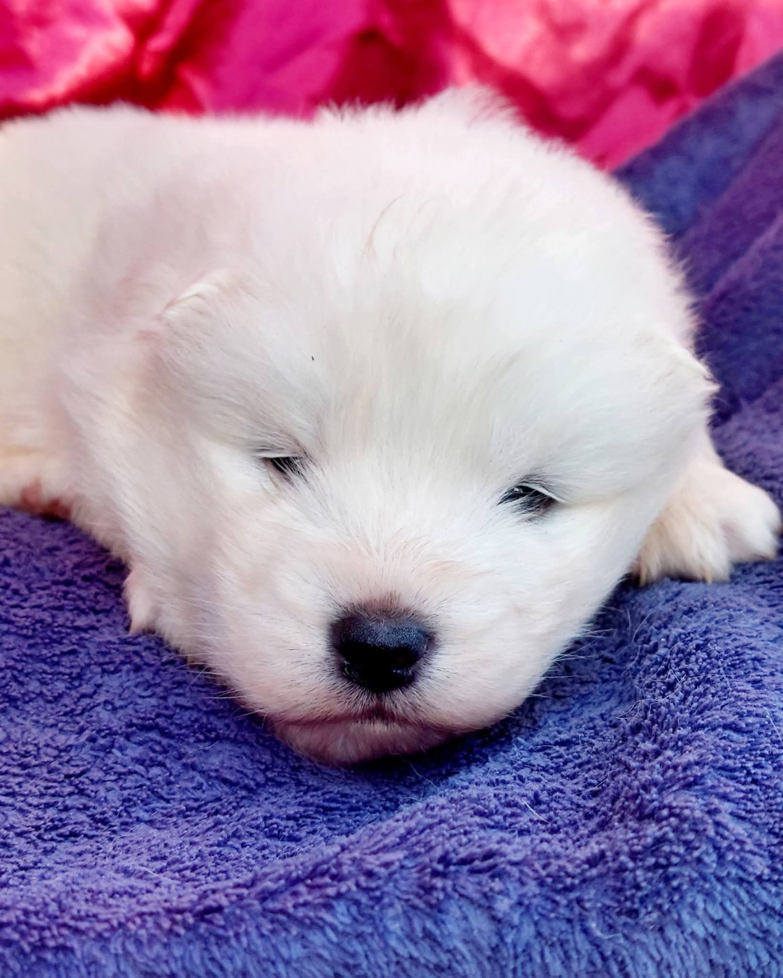 Of Moonlight's Rhapsody - Chiots disponibles - Samoyède