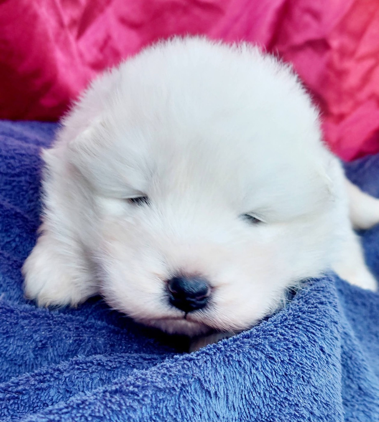 Of Moonlight's Rhapsody - Chiots disponibles - Samoyède