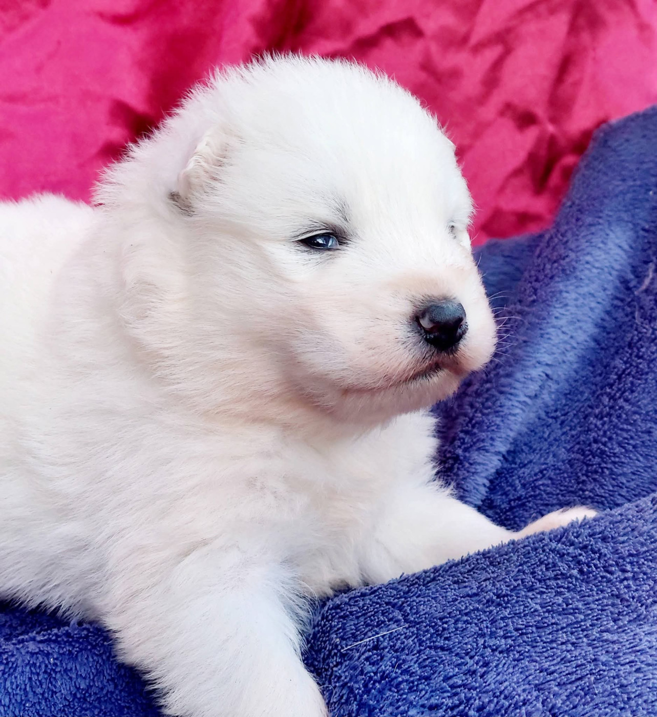 Of Moonlight's Rhapsody - Chiots disponibles - Samoyède