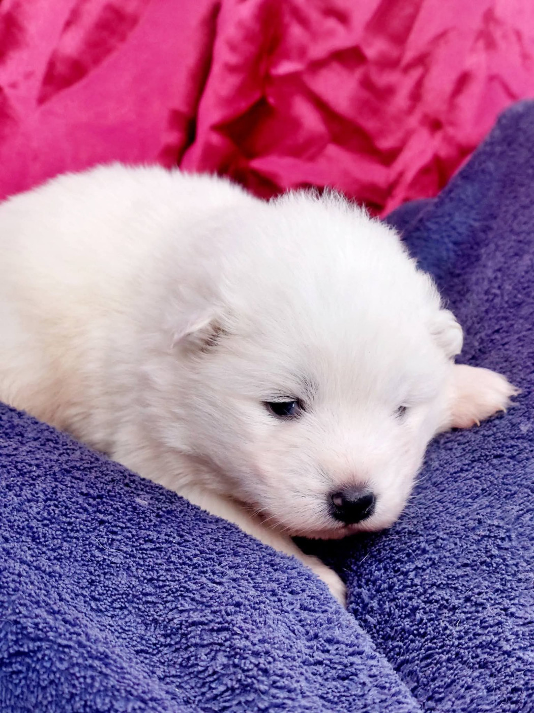 Of Moonlight's Rhapsody - Chiots disponibles - Samoyède