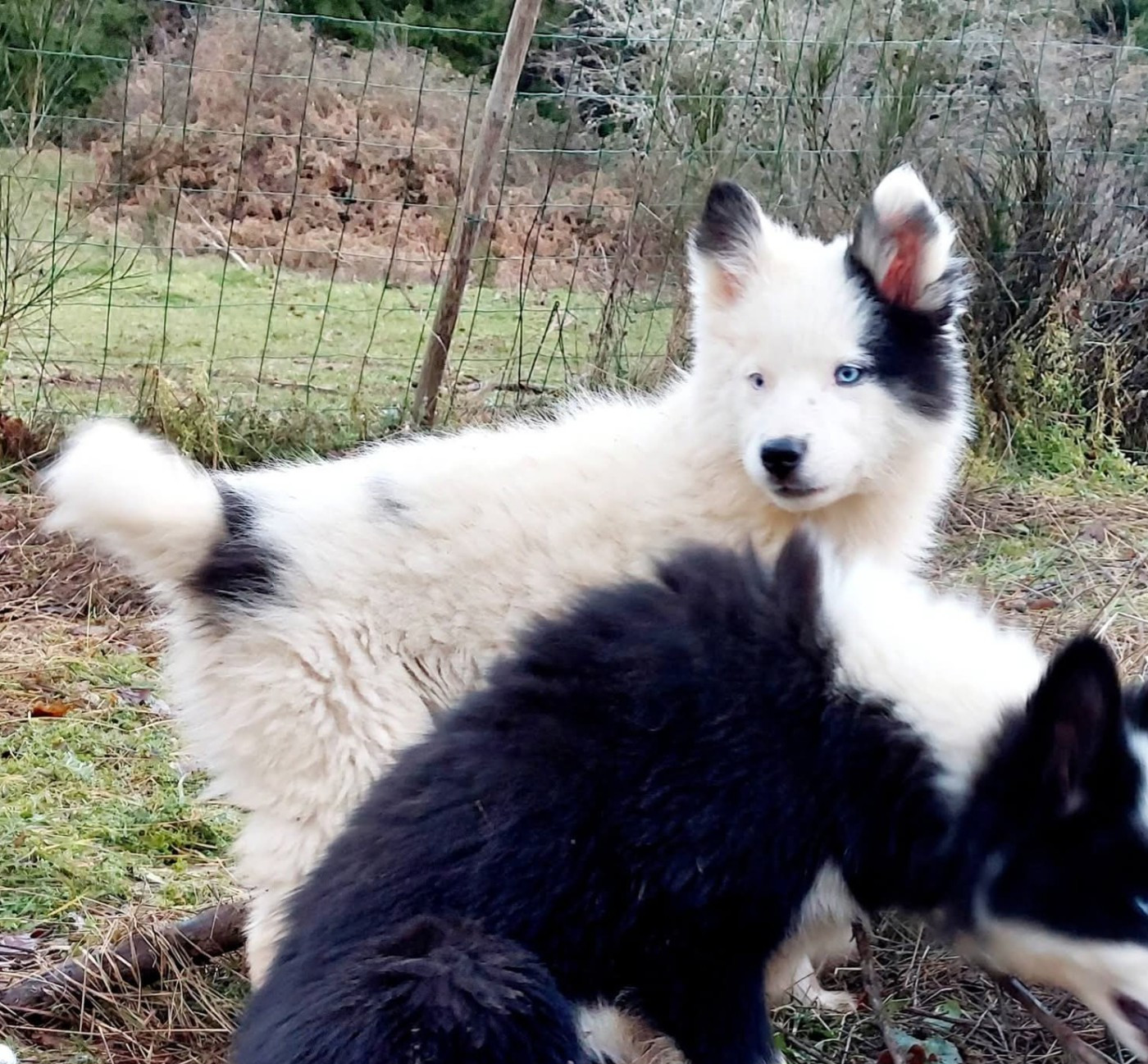 Of Moonlight's Rhapsody - Chiots disponibles - Laika de iakoutie