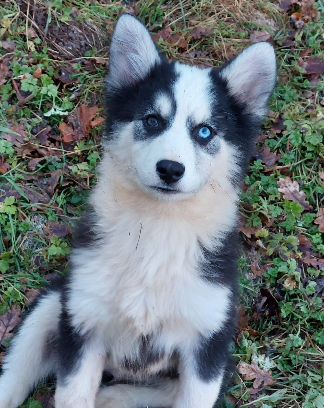 Of Moonlight's Rhapsody - Chiots disponibles - Laika de iakoutie