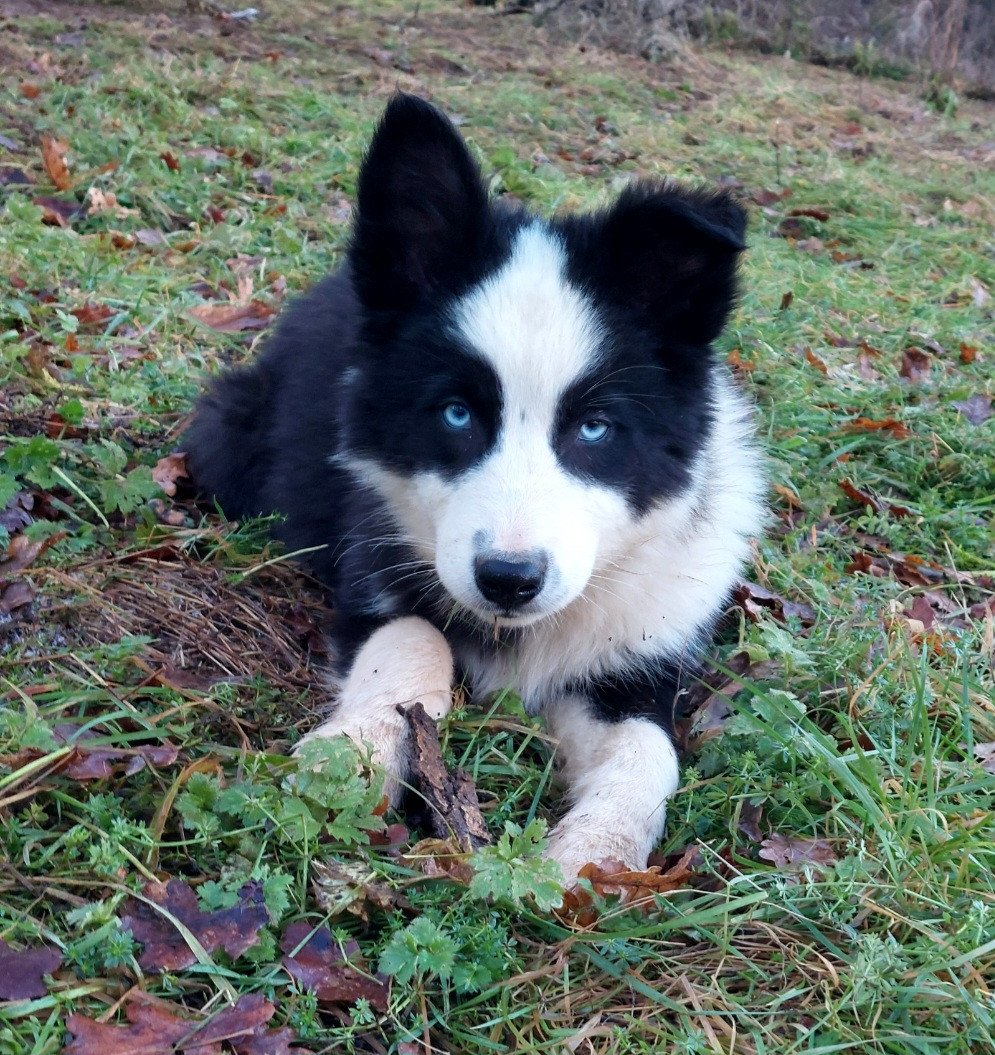 Of Moonlight's Rhapsody - Chiots disponibles - Laika de iakoutie