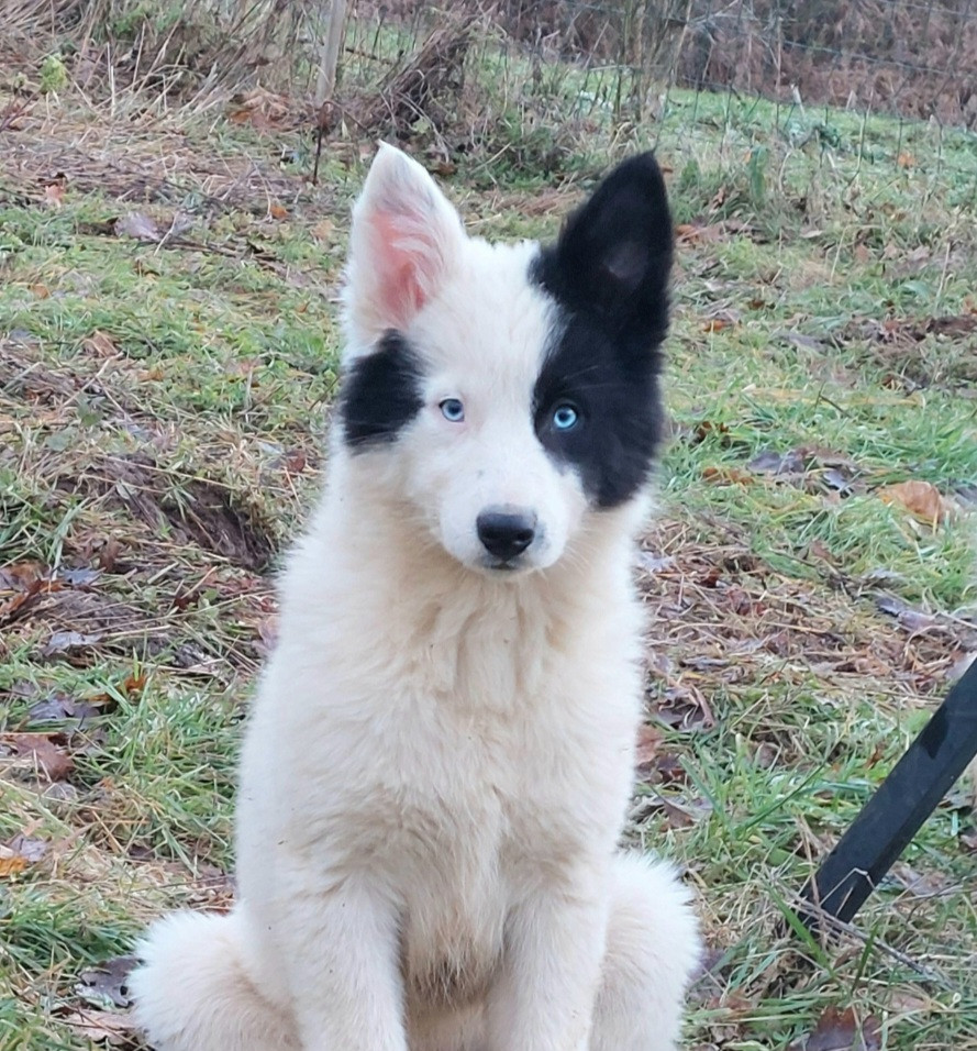 Of Moonlight's Rhapsody - Chiots disponibles - Laika de iakoutie