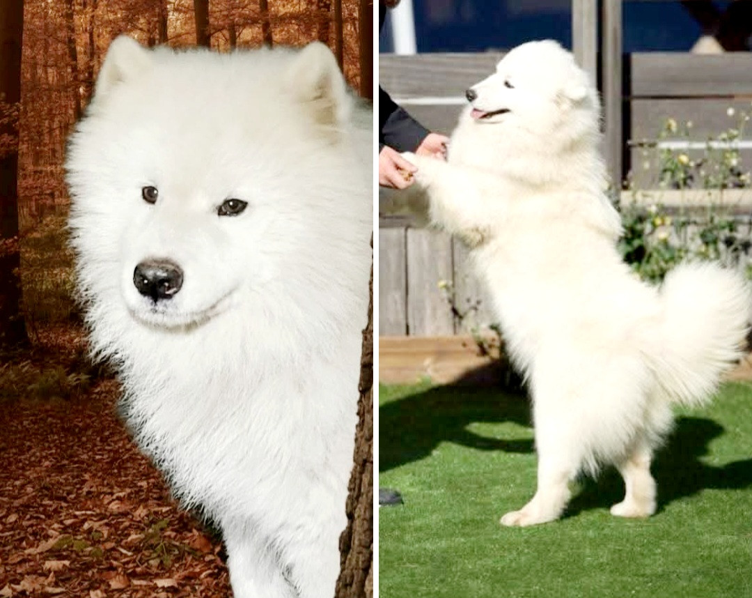 Chiot Samoyède Of Moonlight's Rhapsody