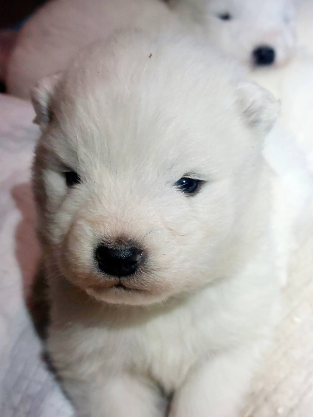 Of Moonlight's Rhapsody - Chiots disponibles - Samoyède