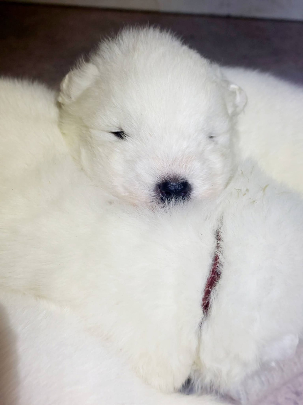 Of Moonlight's Rhapsody - Chiots disponibles - Samoyède