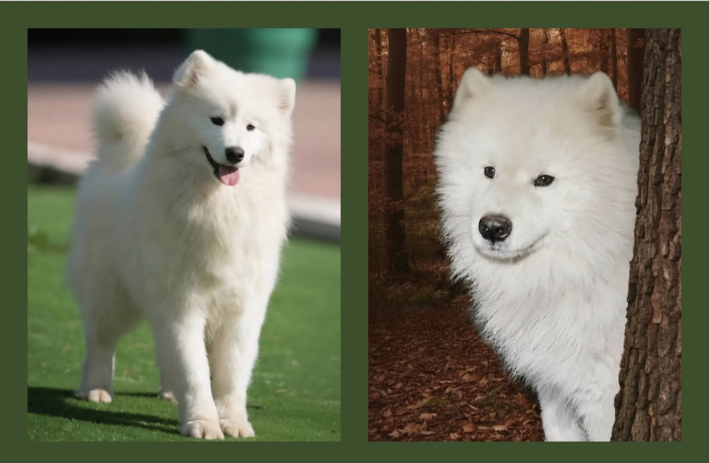 Of Moonlight's Rhapsody - Samoyède - Portée née le 23/12/2025