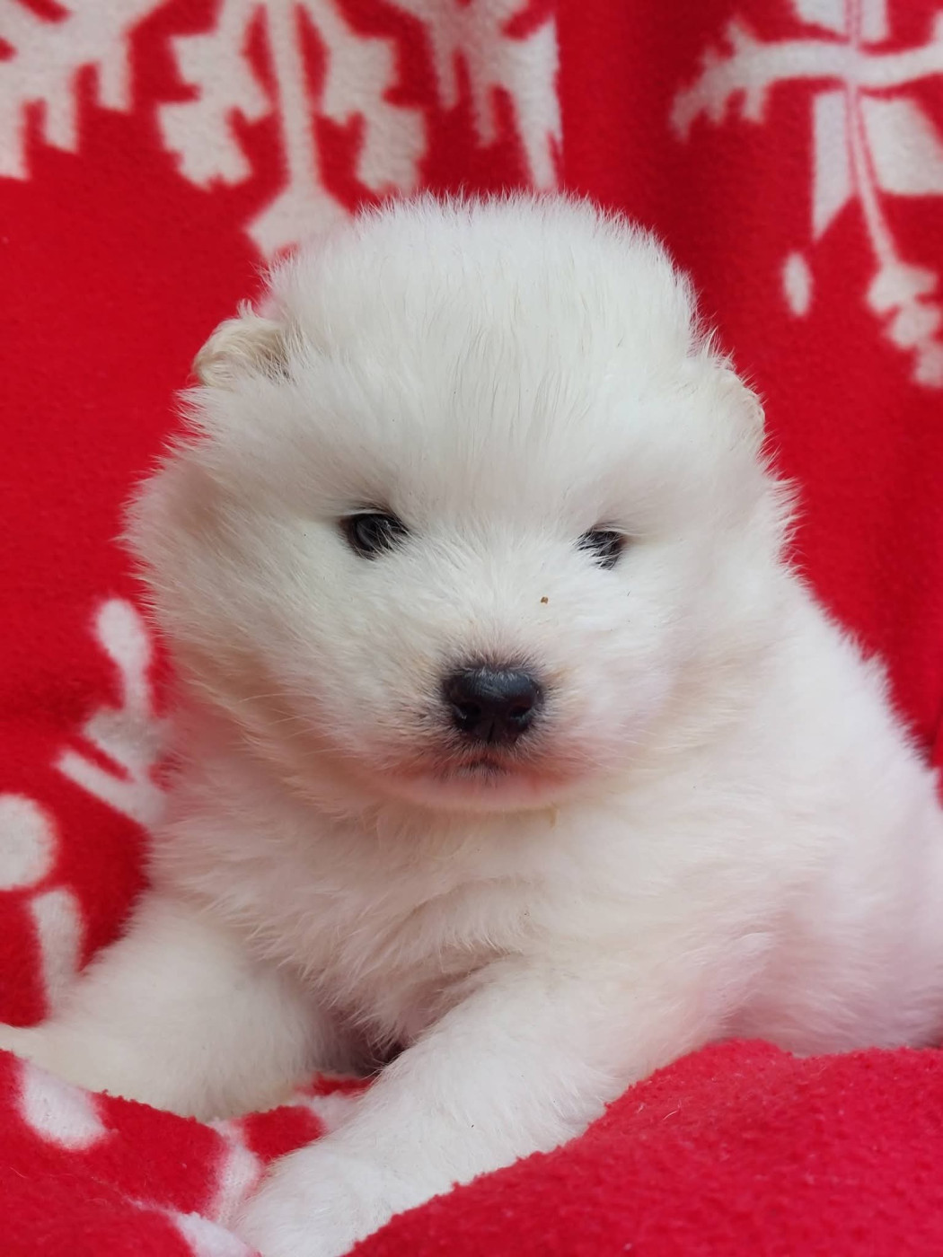 Of Moonlight's Rhapsody - Chiots disponibles - Samoyède