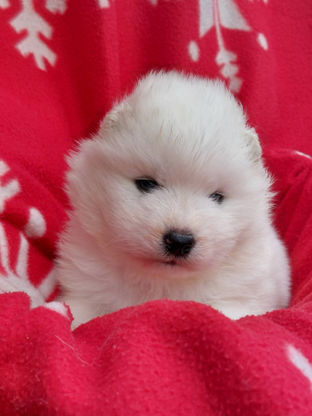 Of Moonlight's Rhapsody - Chiots disponibles - Samoyède