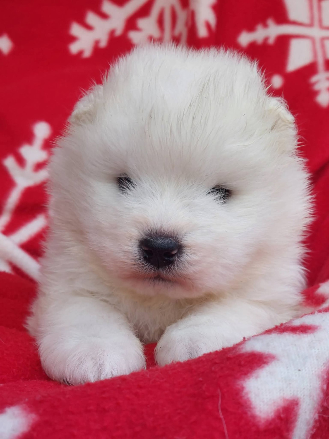 Of Moonlight's Rhapsody - Chiots disponibles - Samoyède