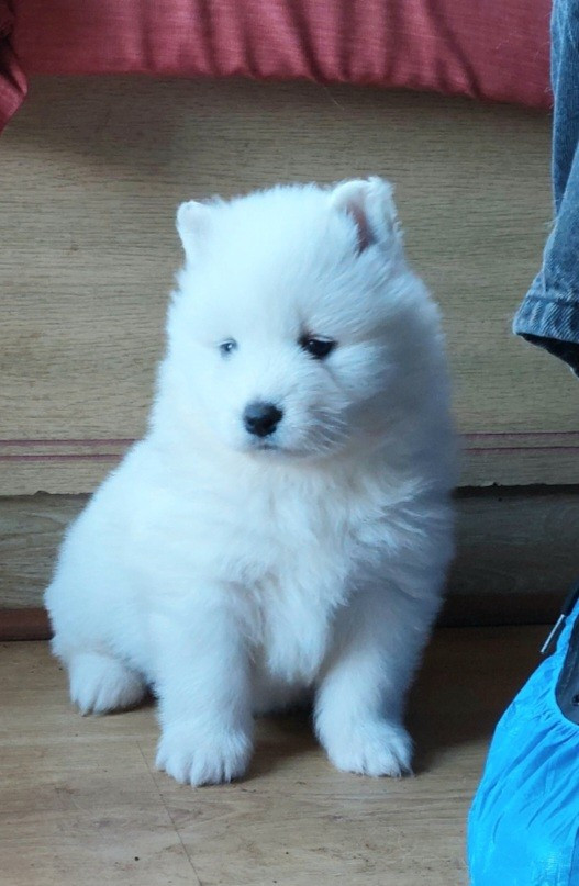 Of Moonlight's Rhapsody - Chiots disponibles - Samoyède