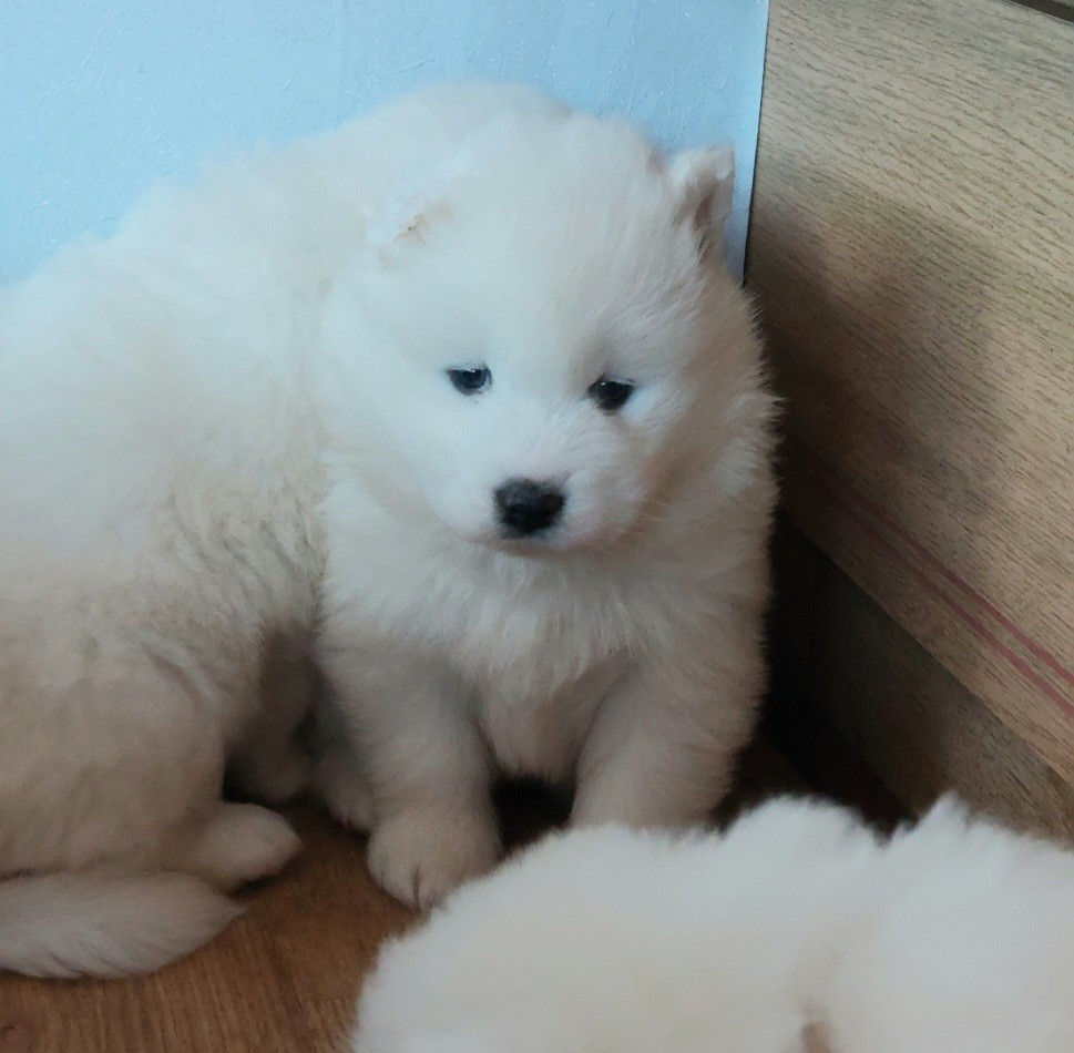 Of Moonlight's Rhapsody - Chiots disponibles - Samoyède