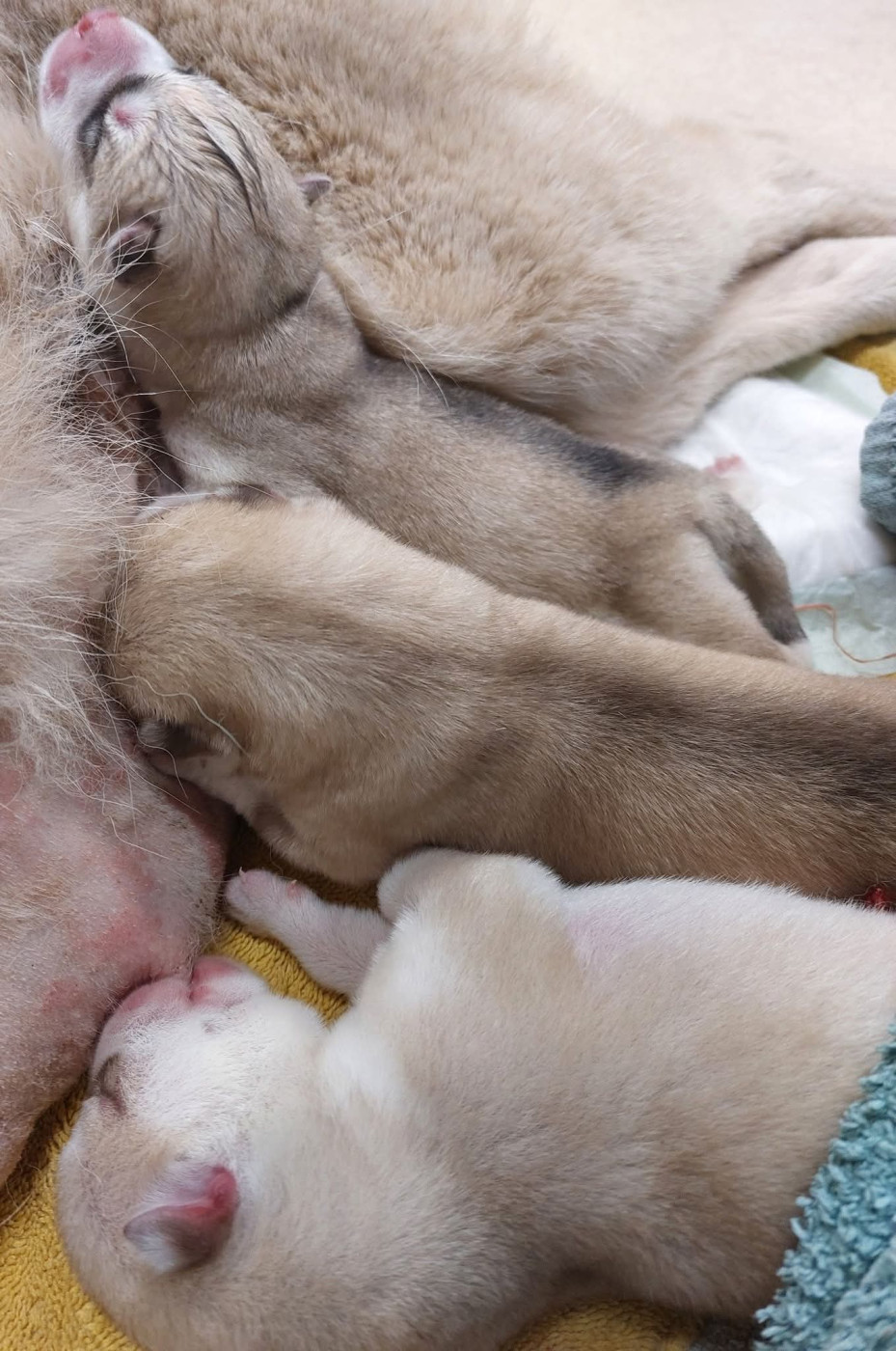 Of Moonlight's Rhapsody - Chiots disponibles - Siberian Husky