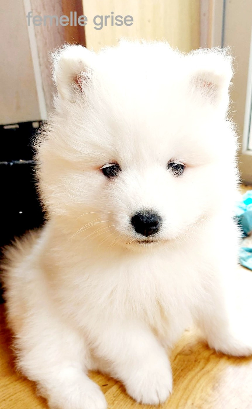 Of Moonlight's Rhapsody - Chiots disponibles - Samoyède