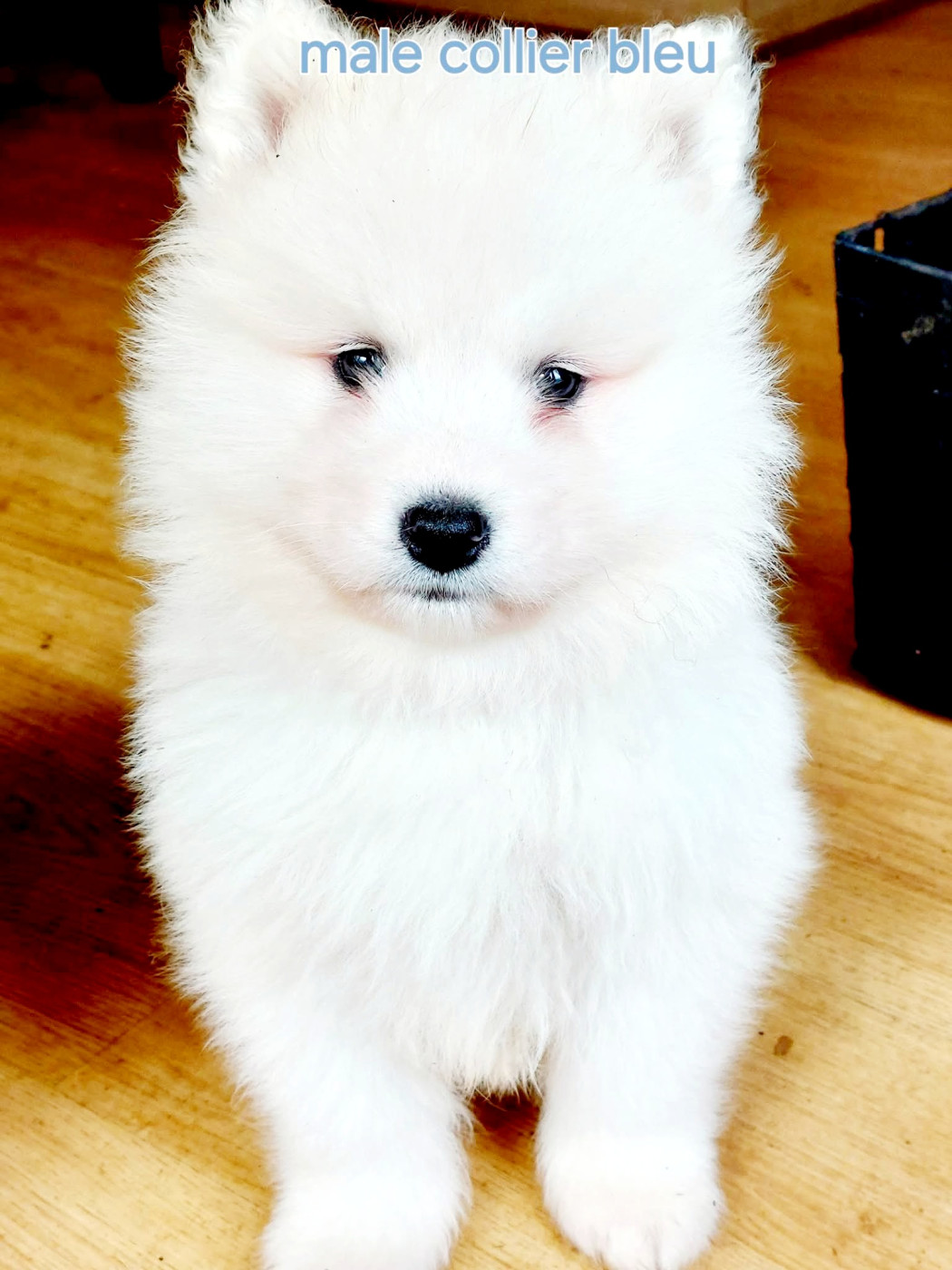 Of Moonlight's Rhapsody - Chiots disponibles - Samoyède