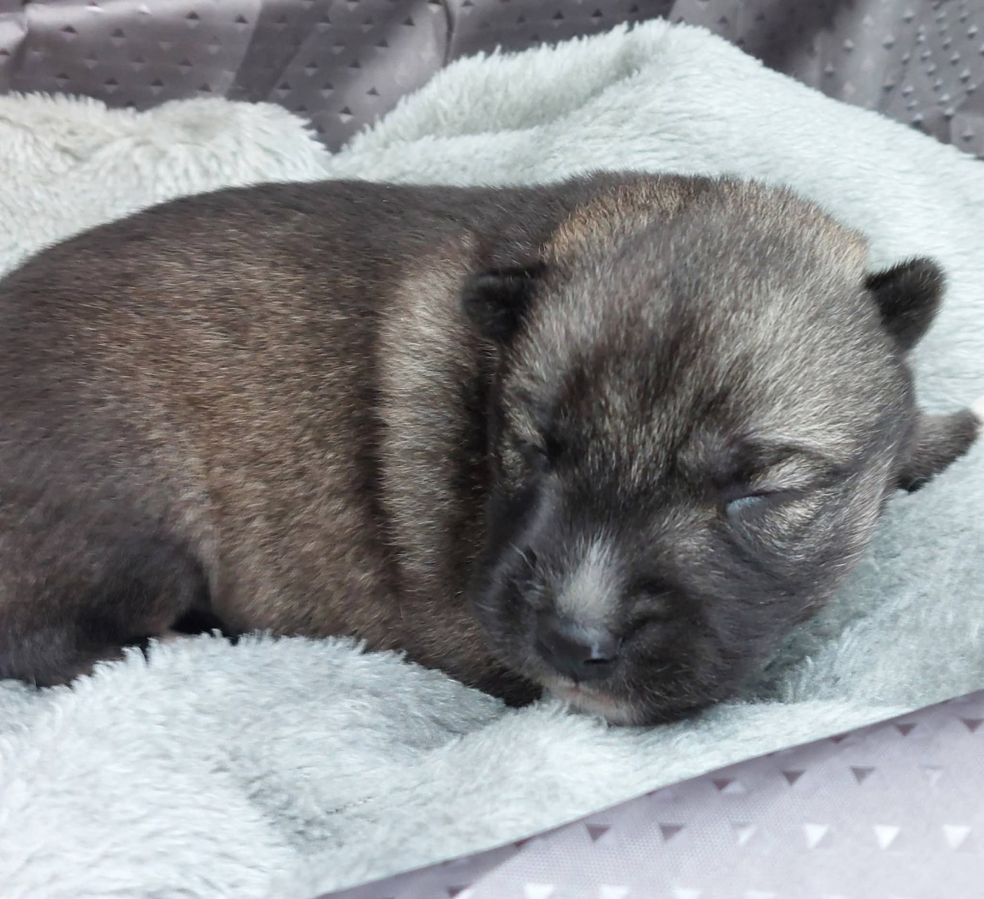 Of Moonlight's Rhapsody - Chiots disponibles - Siberian Husky