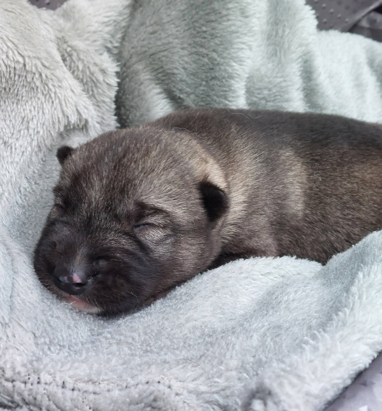 Of Moonlight's Rhapsody - Chiots disponibles - Siberian Husky