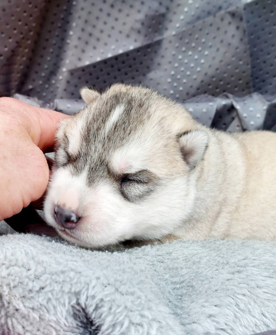 Of Moonlight's Rhapsody - Chiots disponibles - Siberian Husky