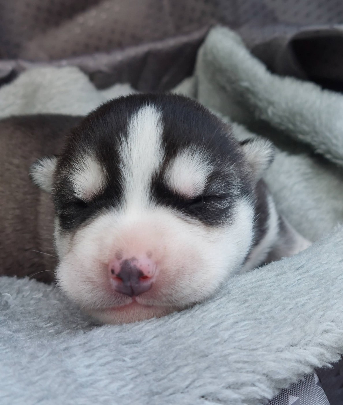 Of Moonlight's Rhapsody - Chiots disponibles - Siberian Husky