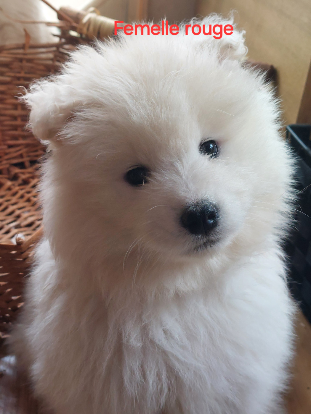 Of Moonlight's Rhapsody - Chiots disponibles - Samoyède