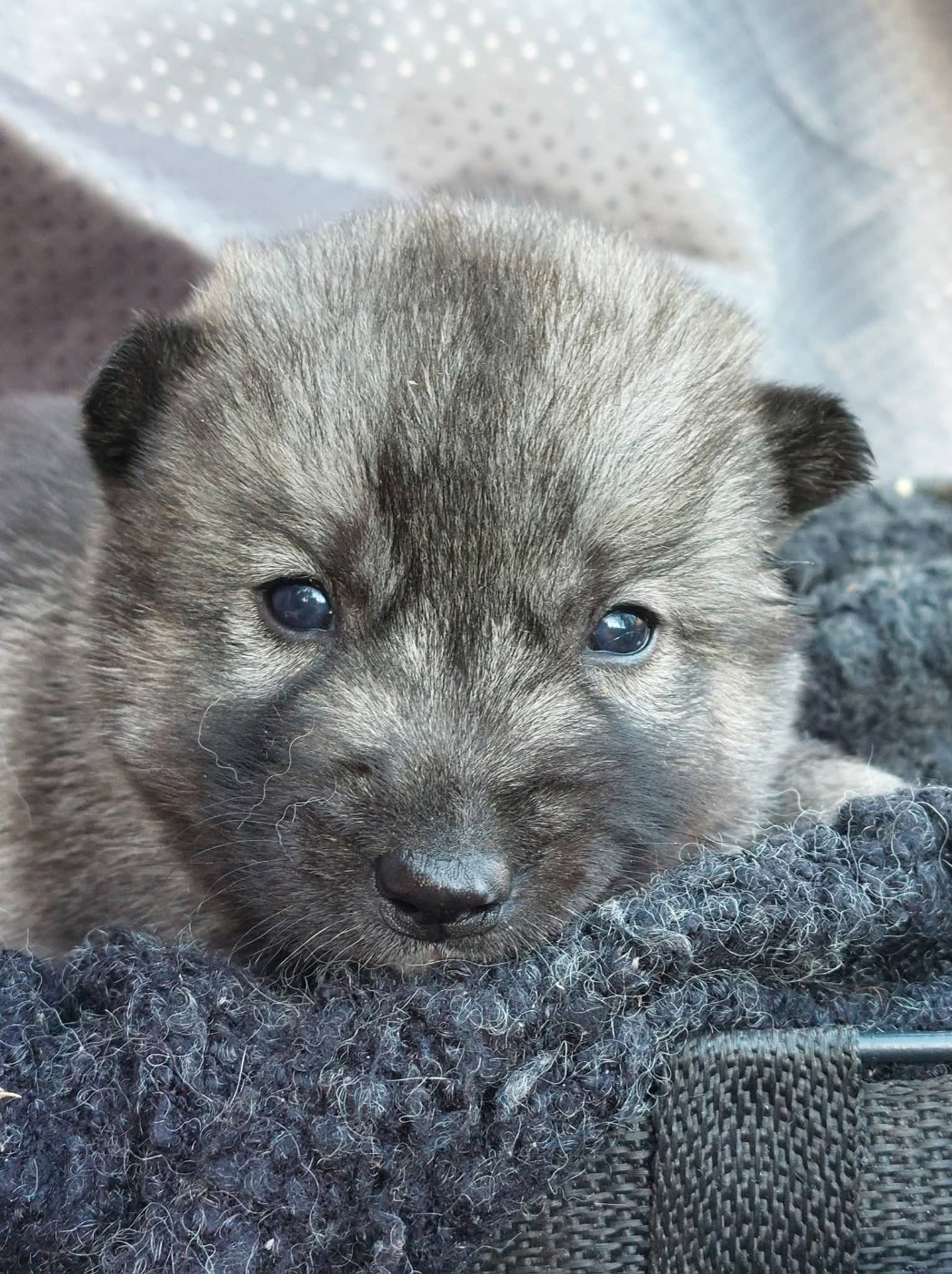 Of Moonlight's Rhapsody - Chiots disponibles - Siberian Husky