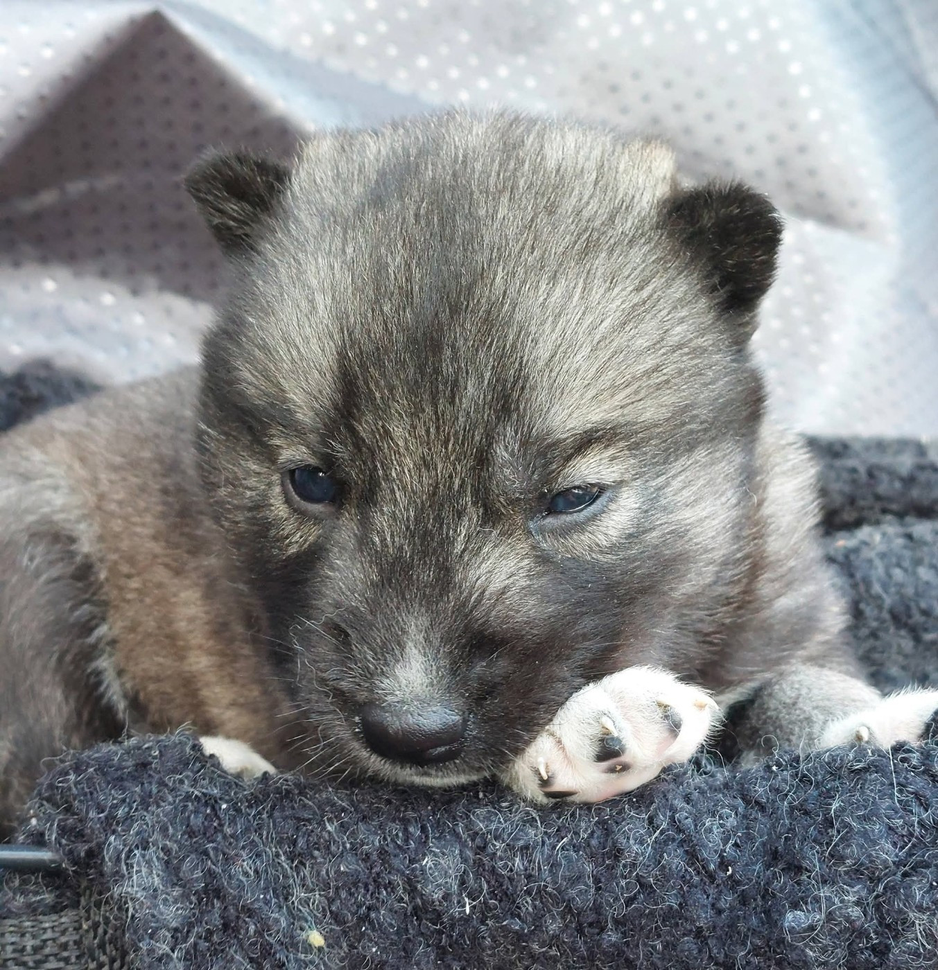 Of Moonlight's Rhapsody - Chiots disponibles - Siberian Husky