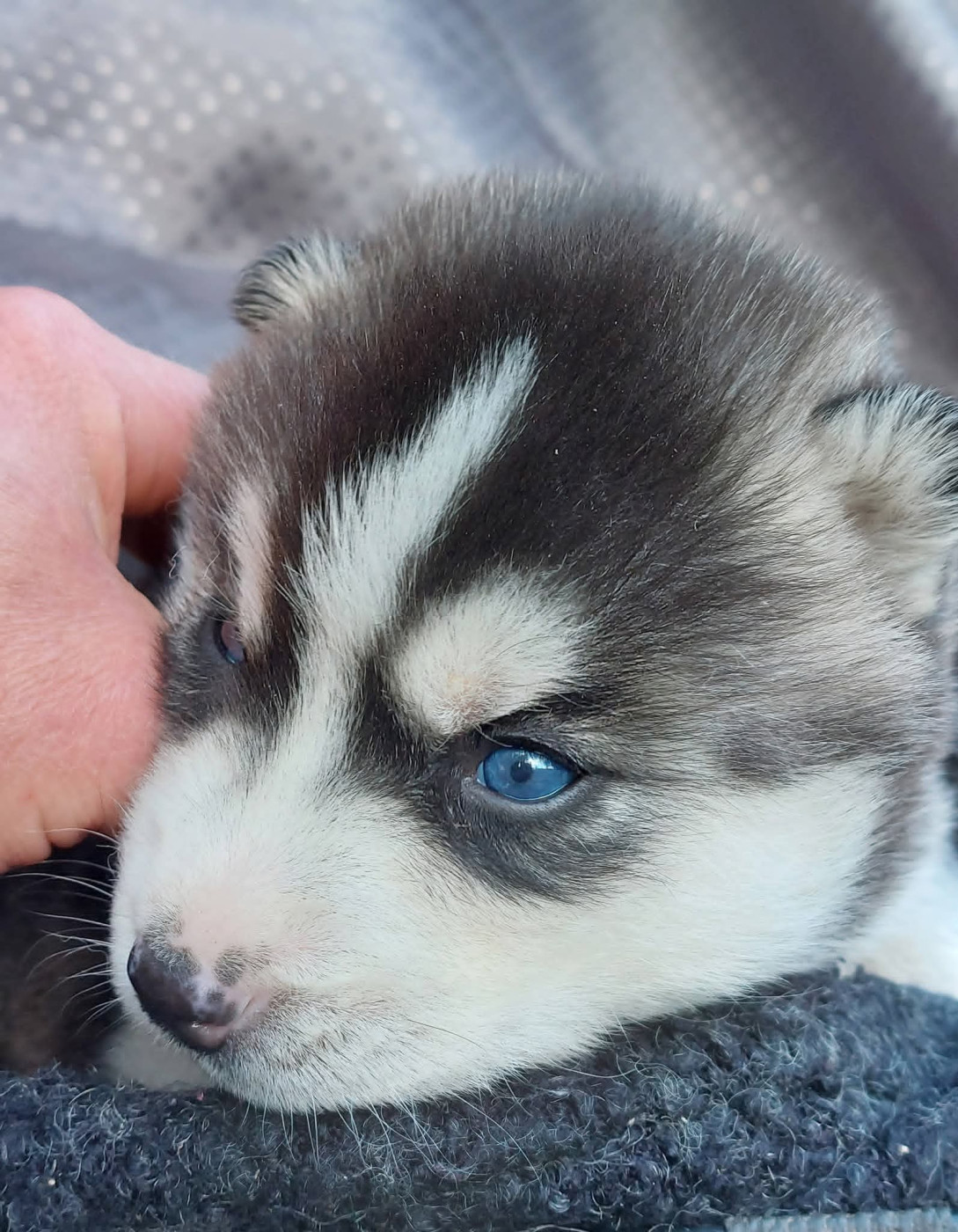 Of Moonlight's Rhapsody - Chiots disponibles - Siberian Husky