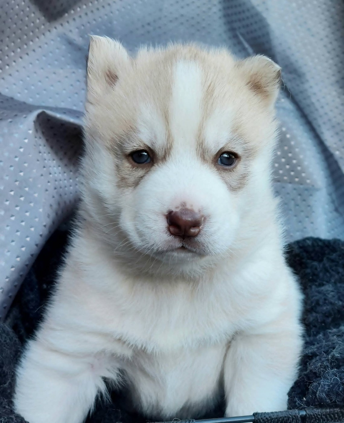 Of Moonlight's Rhapsody - Chiots disponibles - Siberian Husky