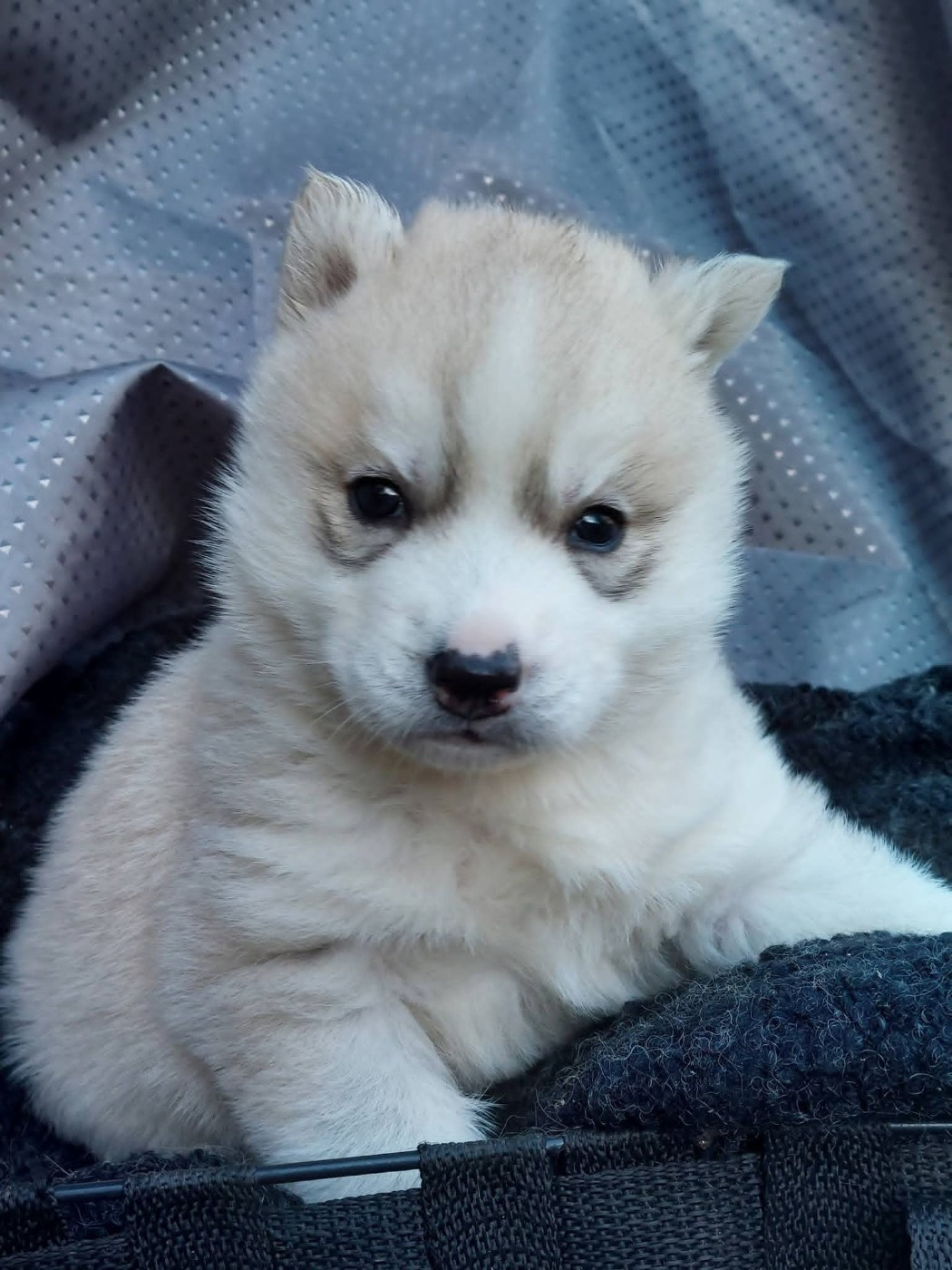 Of Moonlight's Rhapsody - Chiots disponibles - Siberian Husky