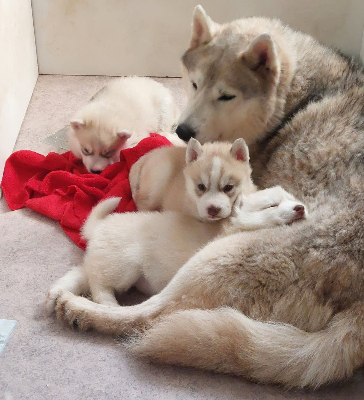 Of Moonlight's Rhapsody - Siberian Husky - Portée née le 27/01/2026