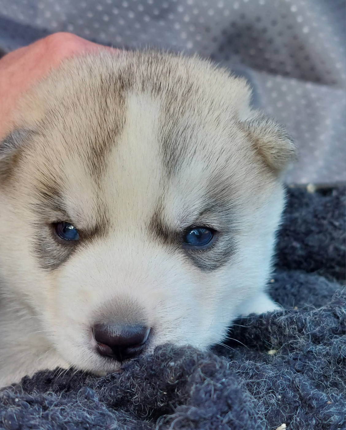 Of Moonlight's Rhapsody - Chiots disponibles - Siberian Husky