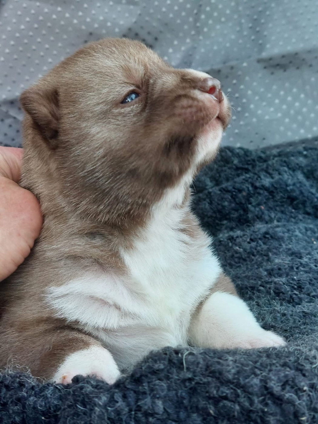 Of Moonlight's Rhapsody - Chiots disponibles - Siberian Husky