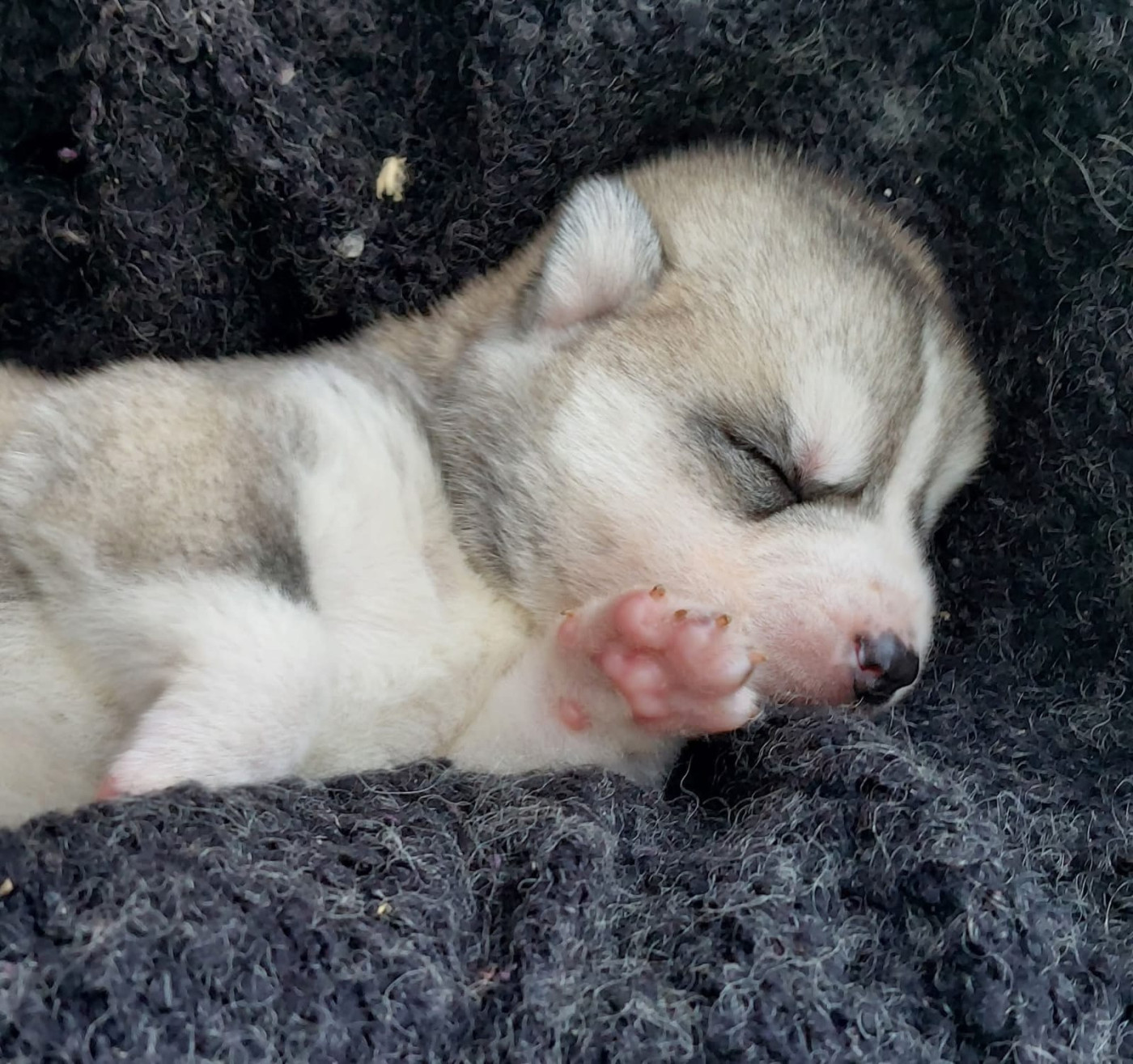 Of Moonlight's Rhapsody - Chiots disponibles - Siberian Husky