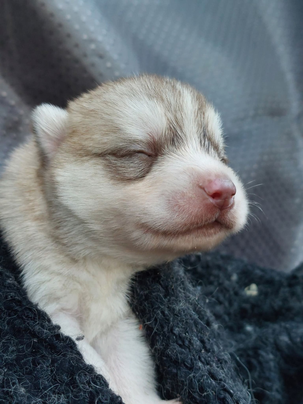 Of Moonlight's Rhapsody - Chiots disponibles - Siberian Husky