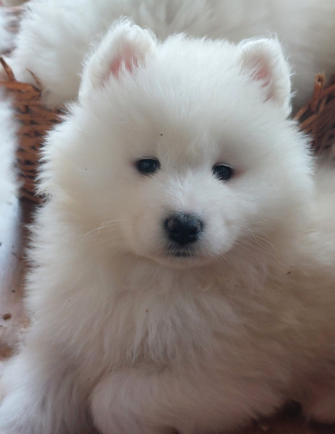 Of Moonlight's Rhapsody - Chiots disponibles - Samoyède