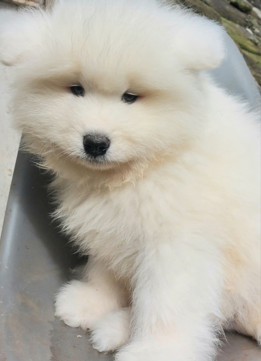 Of Moonlight's Rhapsody - Chiots disponibles - Samoyède