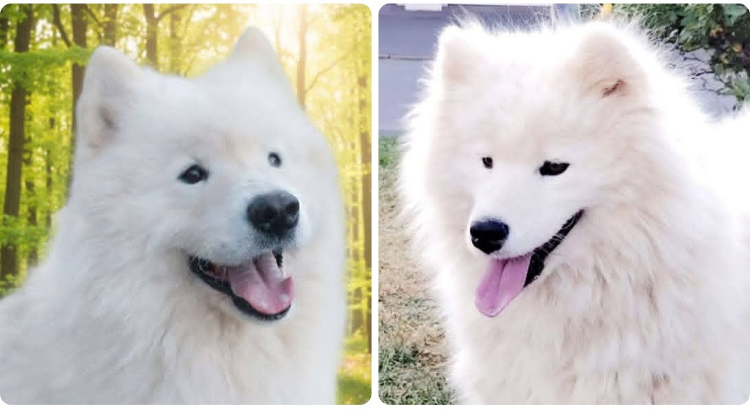 Chiot Samoyède Of Moonlight's Rhapsody