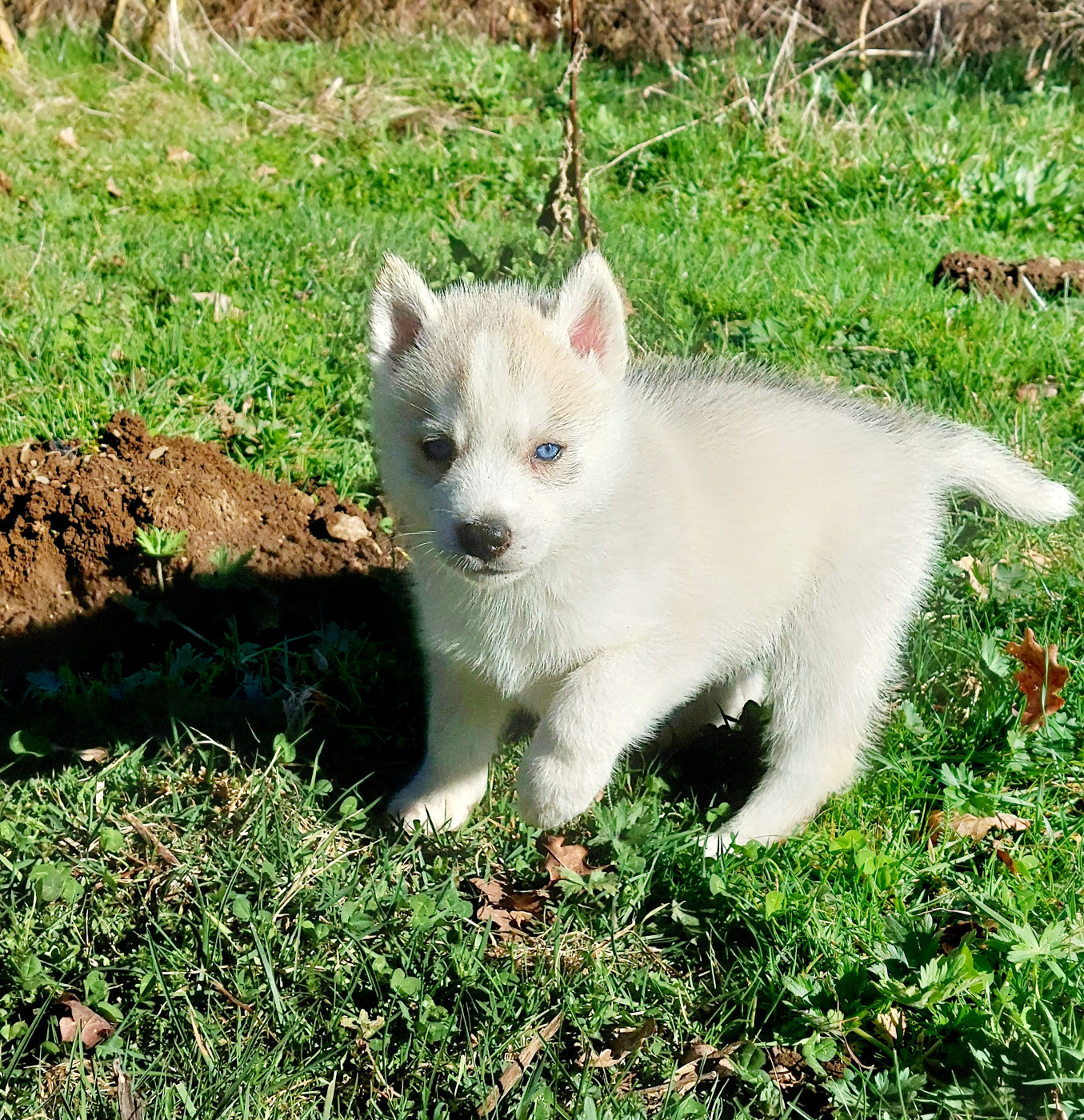 Of Moonlight's Rhapsody - Chiots disponibles - Siberian Husky